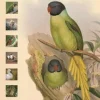 Bird Name Book