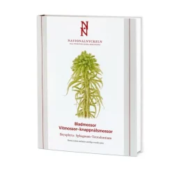 Bladmossor: Vitmossor - knappnålsmossor: Bryophyta: Sphagnum-Tetrodontium