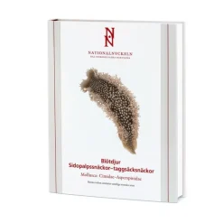 Blötdjur: Sidopalpssnäckor - taggsäcksnäckor. Mollusca: Cimidae-Asperspinidae