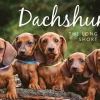 Dachshunds
