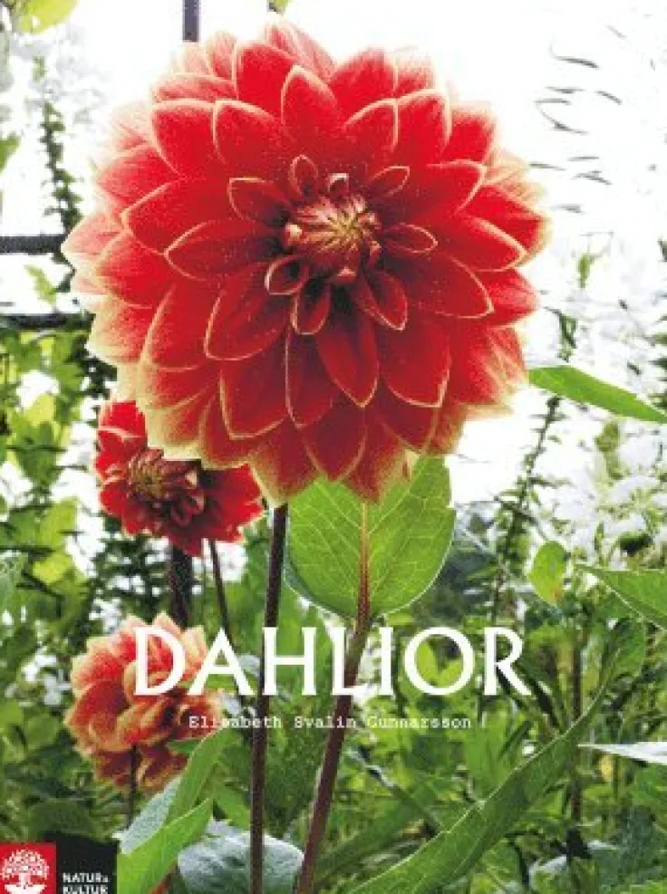 Dahlior