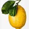 Gourmand's Lemon