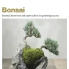 Grow Bonsai