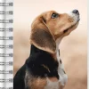 Kalender 2025-2026 Compact Pets
