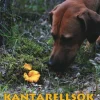 Kantarellsök med hund