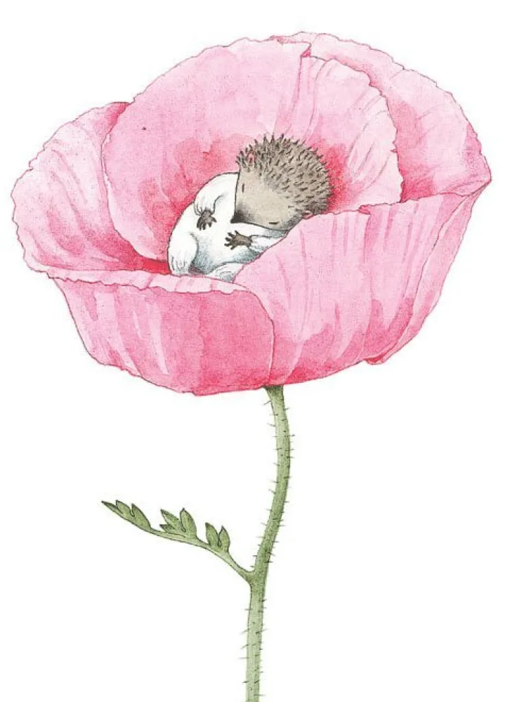 Kort Lilla Kotten i ros