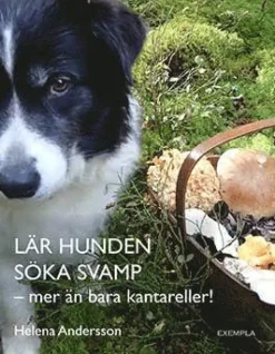 Lär hunden söka svamp - mer än bara kantareller!