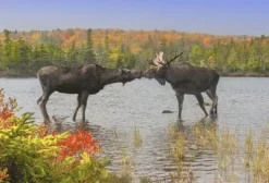 Minipussel 150 bitar Älgar