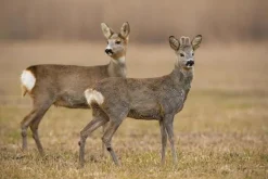 Minipussel 150 bitar Rådjur