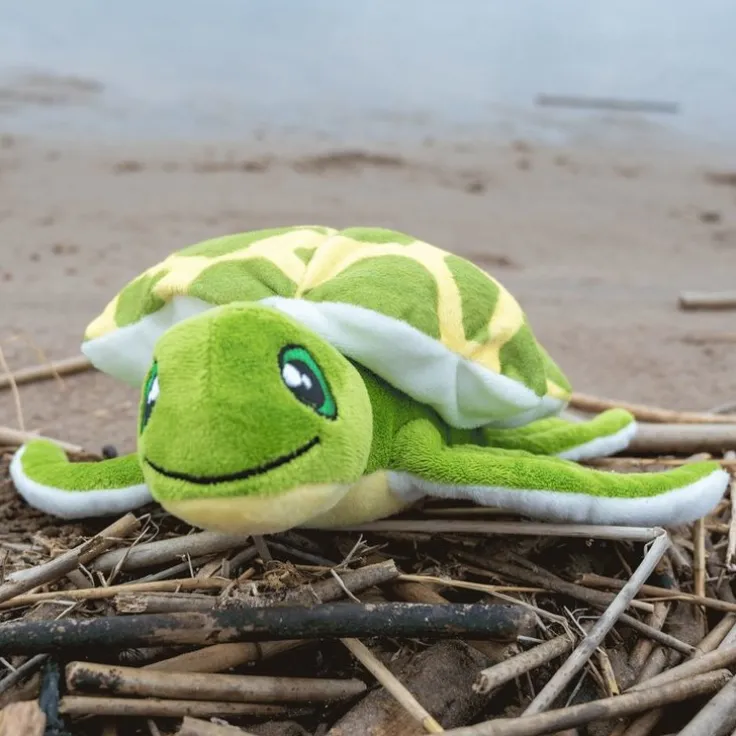 Mjukdjur sköldpadda Konna