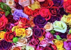 Pussel 1000 bitar Rosor