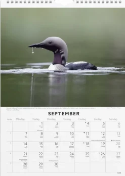 Väggkalender 2026 Fåglar