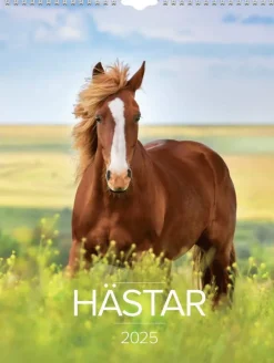 Väggkalender 2025 Stora Hästkalendern